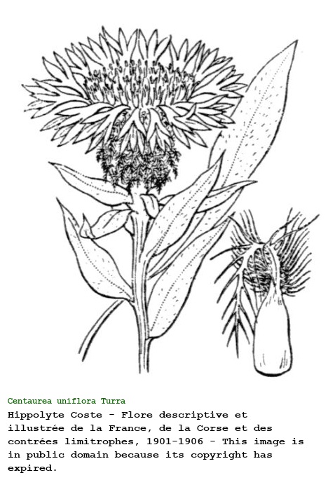 Centaurea uniflora Turra